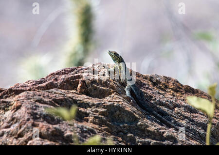 Côté Ouest mâles adultes-blotched lézard, (Uta stansburiana elegans), Anza Borrego Desert State Park, Californie, USA. Banque D'Images