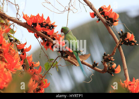 Un héron pourpré, localement appelé Shabuj Tia percher sur la branche de fleurs de printemps Palash. Dhaka, Bangladesh. Banque D'Images