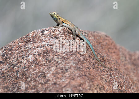 Côté Ouest mâles adultes-blotched lézard, (Uta stansburiana elegans), Anza Borrego Desert State Park, Californie, USA. Banque D'Images