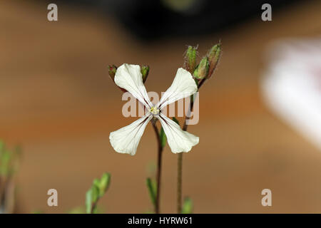 Eruca sativa ou roquette Eruca vesicaria roquette roquette ou fleur ou fleur au printemps en Italie aussi appelée roquette, rugula, benoîte officinale ou roquette Banque D'Images