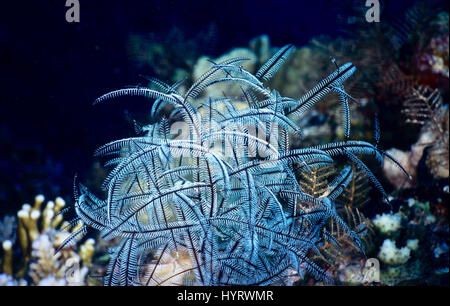 L'hydroïde en plumes (Macrorhynchia phillippina) peut apparaître comme une plante - mais est en fait un animal de la même famille que les anémones, les coraux et les méduses. Banque D'Images