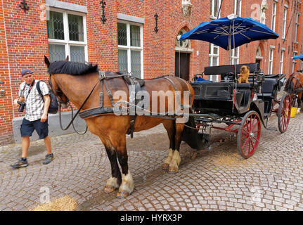 Bruges, Belgique - 10 mai 2012 : transport de chevaux dans la vieille ville médiévale de Bruges, Belgique. Tourisme l'arrière-plan Banque D'Images