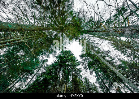 Vue de dessous de grands vieux arbres en forêt en hiver. Grand vieux pins dans les bois dans les montagnes os la Slovénie. Banque D'Images
