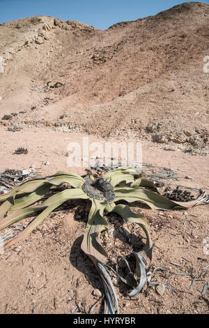 Welwitschia mirabilis, Désert du Namib, Namibie Banque D'Images