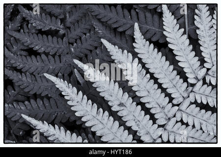 Close up de frondes de fougère en noir et blanc Banque D'Images