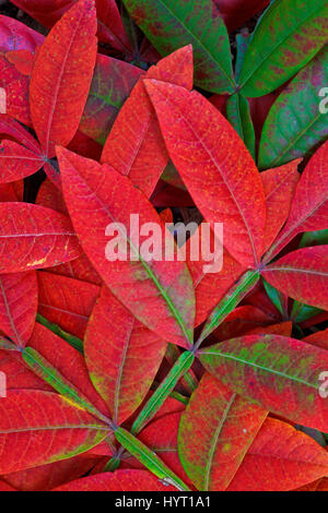 Des feuilles de sumac macro rouge en automne couleur Banque D'Images