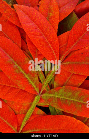 Des feuilles de sumac macro rouge en automne couleur Banque D'Images