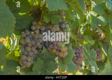 Gewurztraminer Vignoble raisins mûris dans l'Okanagan, Colombie-Britannique Canada près de Kelowna Banque D'Images