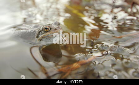 European common frog (Rana temporaria) pondre dans un étang de jardin urbain, Derbyshire, Angleterre - Mars Banque D'Images