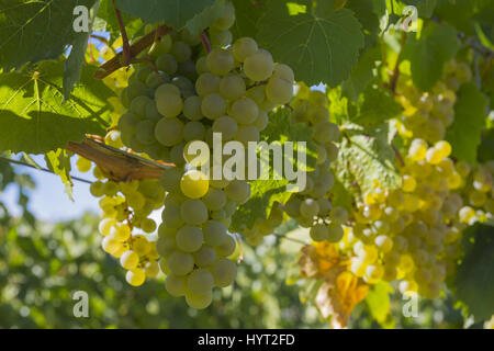 Les raisins mûrs Pinot Gris à Vineyard Okanagan Colombie-britannique Canada près de Kelowna Banque D'Images