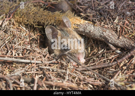 Close-up of wood souris (Apodemus sylvaticus) peeping hors de son trou Banque D'Images