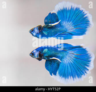 La reflation des poissons mâles Betta Splendens Banque D'Images