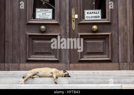 Couchage chien en face d'une administration fermée à Istanbul, Turquie, photo d'un chien dormir devant un bâtiment administratif en été Banque D'Images