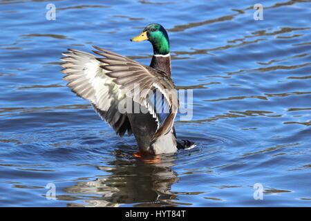 Un mâle canard colvert (Anas platyrhynchos) battre ses ailes Banque D'Images