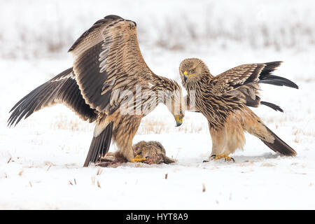 Deux mineurs les Aigles impériaux de l'Est (Aquila heliaca) debout sur un lièvre mort dans la neige Banque D'Images