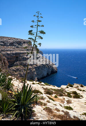 Plantes d'Agave sur la côte sud de l'île de Malte avec vue sur la mer Méditerranée Banque D'Images