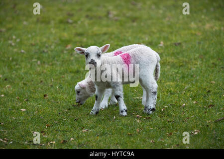 2 mignon, adorable, lits jumeaux agneaux debout dans un champ au printemps. 1 inhalation est une feuille, 1 est à regarder la caméra. France, FR, UK. Banque D'Images