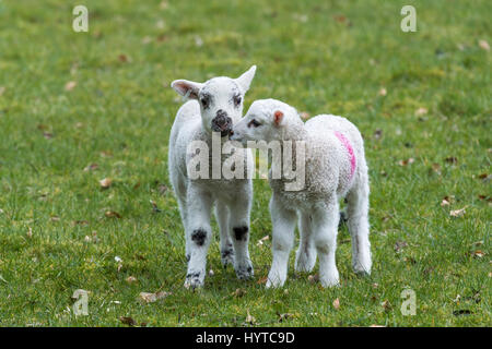 2 lits 1 agneaux debout dans un champ au printemps. L'un est son ami nuzzling doucement, l'un est à regarder la caméra. France, FR, UK. Banque D'Images