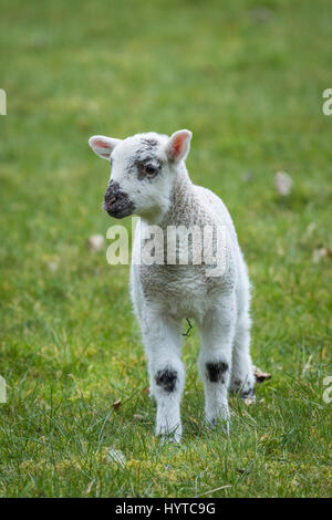 Agneau simple, minuscule et mignon de Swaledale debout seul sur l'herbe de ferme au printemps saison des agneaux (vue de face en gros plan) - Yorkshire, Angleterre, GB, Royaume-Uni. Banque D'Images