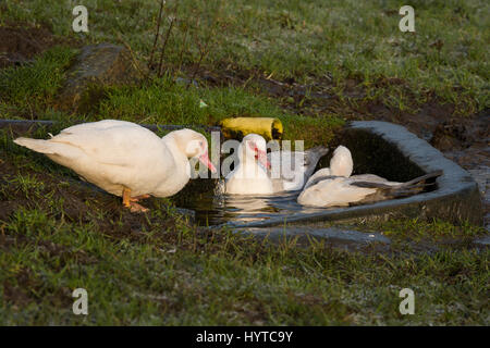 Les canards de Barbarie intérieure (blanc et gris avec des caroncules rouges au-dessus du bec et yeux ronds) Nager dans un petit abreuvoir en pierre, dans un champ agricole. France, FR, UK Banque D'Images