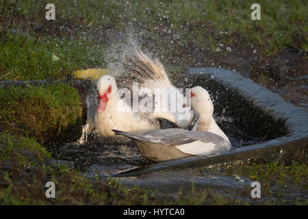 Les canards de Barbarie intérieure (blanc et gris avec des caroncules rouges au-dessus du bec et yeux ronds) Nager dans un petit abreuvoir en pierre, dans un champ agricole. France, FR, UK Banque D'Images