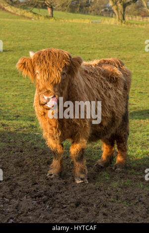 Highland cattle dans un champ agricole - 1 curieux, mignon, shaggy, veau rouge, s'élève à regarder la caméra, rose langue léchant ses lèvres. France, FR, UK. Banque D'Images