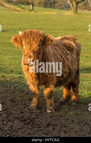 Highland cattle dans un champ agricole - 1 curieux, mignon, shaggy, veau highland rouge, s'élève à regarder la caméra. Ses cornes sont la germination. France, FR, UK. Banque D'Images