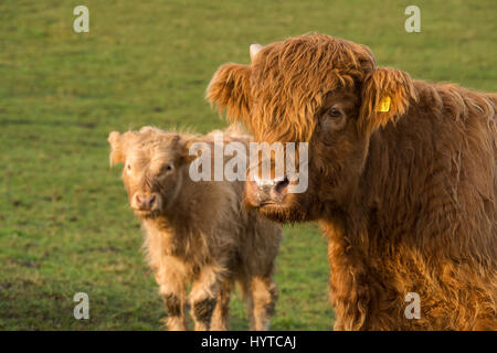 Veau Highland cattle rouge (tête et épaules) dans un champ. Jeune blanc, se dresse au-delà. Les deux veaux, mignon et velues, font face à la caméra. France, FR, UK. Banque D'Images