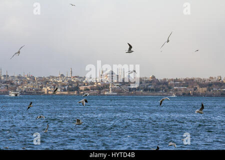 Vol de mouettes sur le détroit du Bosphore, l'Ayasofya (Sainte-sophie) mosquée peut être vu dans l'arrière-plan photo d'oiseaux volant au-dessus de la mer de Marm Banque D'Images