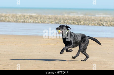 Grand chien noir s'exécutant sur une plage avec une balle dans la bouche. Banque D'Images
