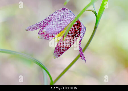 Image en gros plan de la délicate floraison printemps fleur fritillary snakeshead également connu sous le nom de Fritillaria meleagris. Banque D'Images