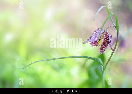 Image en gros plan de la délicate floraison printemps fleur fritillary snakeshead également connu sous le nom de Fritillaria meleagris. Banque D'Images