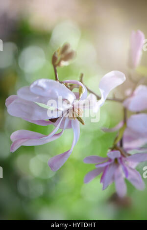 Image en gros plan de la belle floraison printemps Magnolia stellata également connu sous le nom de l'étoile Magnolia. Banque D'Images