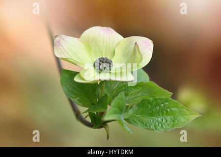 Cornus nuttallii 'Rose' Fleur printemps/bractées, prises contre un arrière-plan doux Banque D'Images