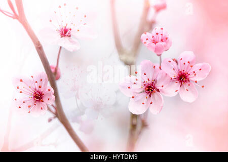 Close-up, de l'image créative rose délicate fleur de printemps de la Black Cherry Plum Tree également connu sous le nom de Prunus cerasifera Nigra. Banque D'Images