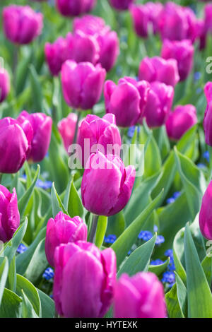 Tulipa Purple Prince des fleurs. Banque D'Images