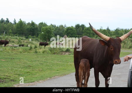 Grand-duc d'bovins, Ankole-Watusi Banque D'Images