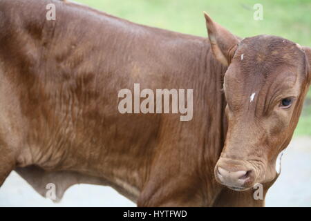 Grand-duc d'bovins, Ankole-Watusi Banque D'Images