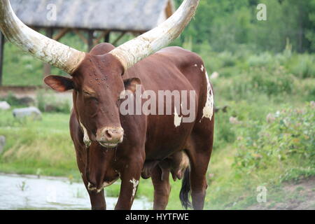 Grand-duc d'bovins, Ankole-Watusi Banque D'Images