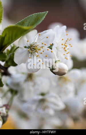 Les fleurs de printemps dans le jardin se London Avril 2017 lors d'une journée ensoleillée Banque D'Images