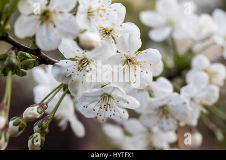 Les fleurs de printemps dans le jardin se London Avril 2017 lors d'une journée ensoleillée Banque D'Images