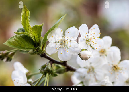 Les fleurs de printemps dans le jardin se London Avril 2017 lors d'une journée ensoleillée Banque D'Images