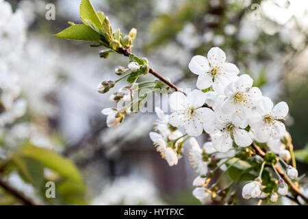 Les fleurs de printemps dans le jardin se London Avril 2017 lors d'une journée ensoleillée Banque D'Images