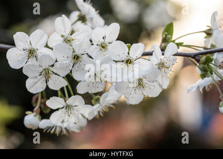 Les fleurs de printemps dans le jardin se London Avril 2017 lors d'une journée ensoleillée Banque D'Images