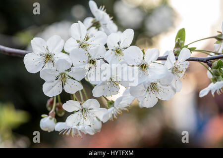 Les fleurs de printemps dans le jardin se London Avril 2017 lors d'une journée ensoleillée Banque D'Images