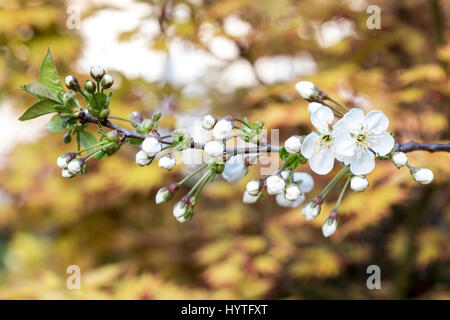 Les fleurs de printemps dans le jardin se London Avril 2017 lors d'une journée ensoleillée Banque D'Images