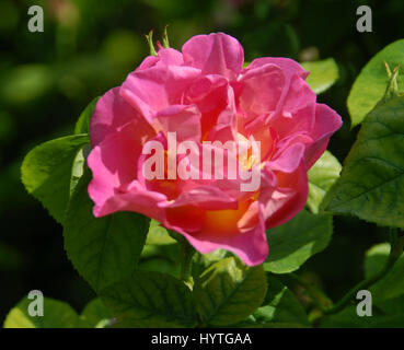 Rosa 'l'herboriste'Strong et fiable David Austin Rose, télévision avec semi-double, à floraison libre avec des fleurs d'étamines dorées. La couleur est lig Banque D'Images