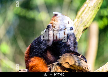 Orange et noir petit panda de rayer son siège Banque D'Images