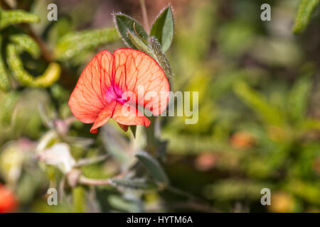 Les asperges-pois ou pois ailé, (Lotus tetragonolobus purpureus, Tetragonolobus), fleur, péninsule d'Akamas, Paphos, Chypre. Banque D'Images