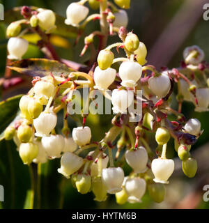 Les fleurs de l'Est de l'Arbre aux fraises (Arbutus andrachne),, fleurs, péninsule d'Akamas, Paphos, Chypre. Banque D'Images